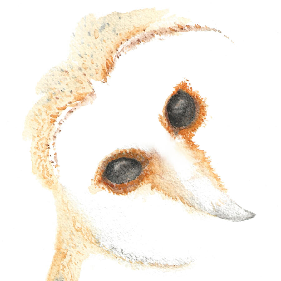 Watercolor on paper, 2021 - Soft watercolor portrait of a barn owl’s face, with warm ochre and cream feathers, large dark eyes, and a pale curved beak against a white background.