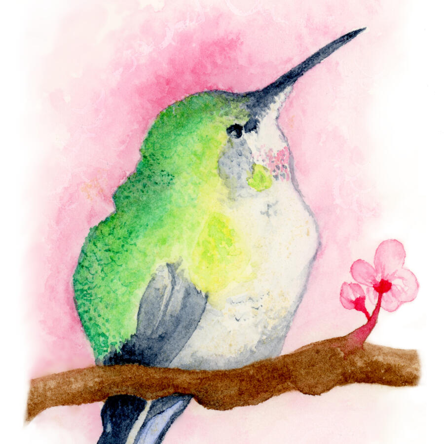 Watercolor on paper, 2021 - An Anna’s hummingbird with a long, slender beak perches on a cherry blossom branch; it has a bright green head and back, a pale white belly, and soft gray wings. His feathers are slightly fluffed to help him stay warm.