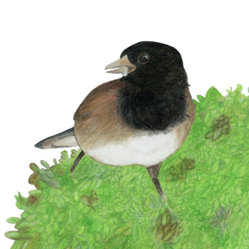 Color pencil & ink, 2021