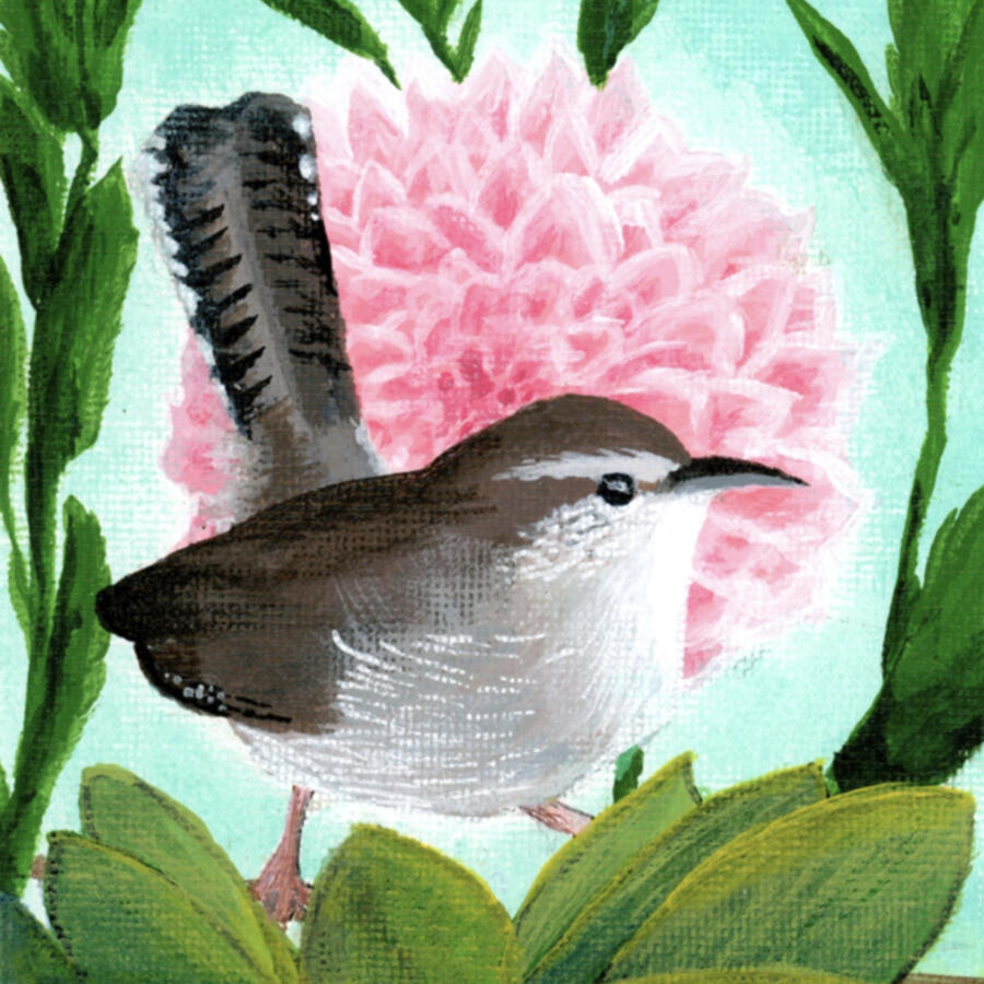 Acrylic on canvas, 2024 - A small brown, grey, white, and black Bewick's wren rests momentarily on a Salal bush, a Dahlia flower in the background acting as a sort of floral halo to the cute little bird.