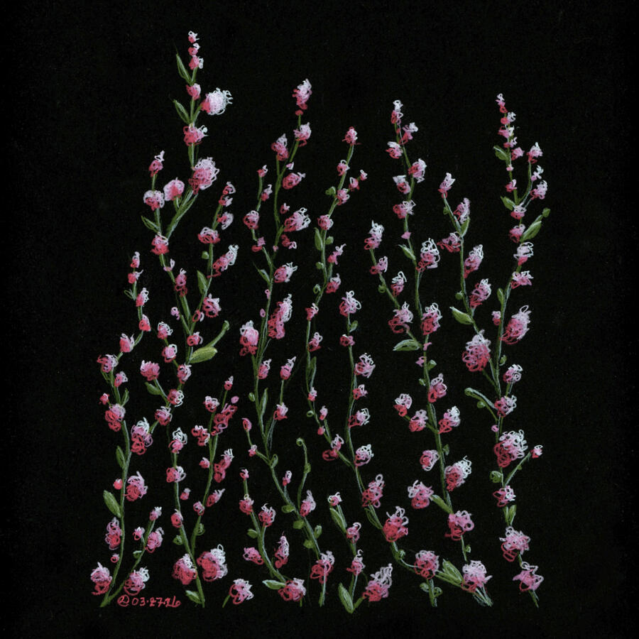 Color pencil on black paper, 2026